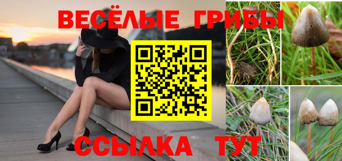 цена   Вход с VPN  Самара  Псилоцибиновые грибы Cubensis 